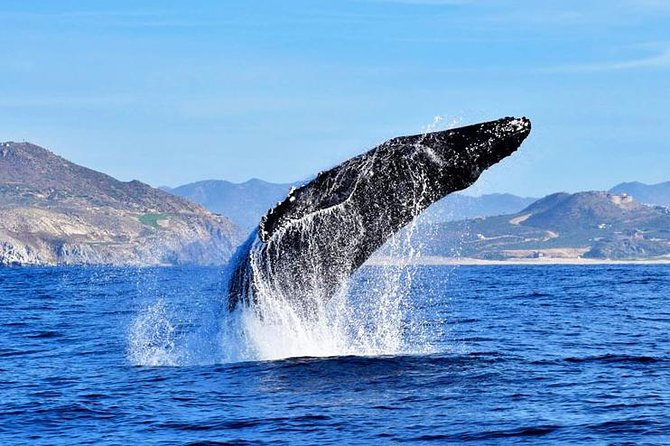 SMALL GROUP Whale Watch | Cabo San Lucas | Biologist | FREE Pics - Why the small boat matters in Cabo