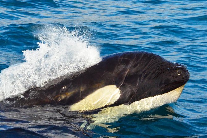 SMALL GROUP Whale Watch | Cabo San Lucas | Biologist | FREE Pics - Heading toward the whales