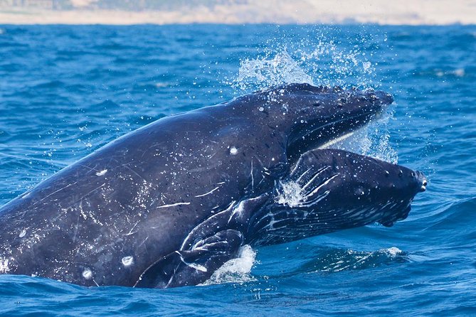 SMALL GROUP Whale Watch | Cabo San Lucas | Biologist | FREE Pics - Listening to whales through a hydrophone