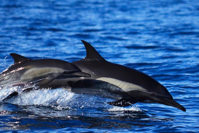 SMALL GROUP Whale Watch | Cabo San Lucas | Biologist | FREE Pics - More than humpback whales