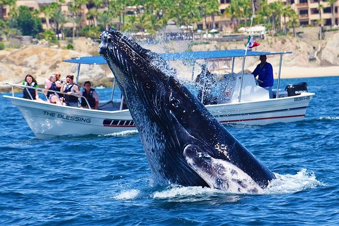 SMALL GROUP Whale Watch | Cabo San Lucas | Biologist | FREE Pics - Free photos let you watch instead of shoot