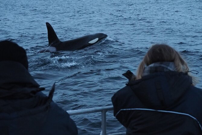 Small group Whale watching - Starting in Alta with a warm layer and a clear plan