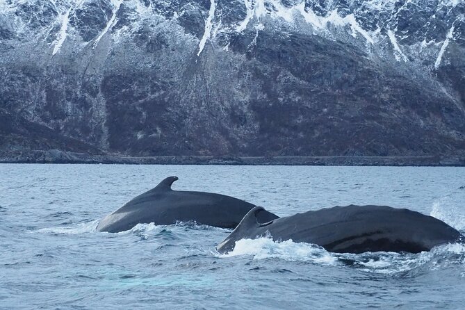 Small group Whale watching - Why a 15-person group matters on a whale trip
