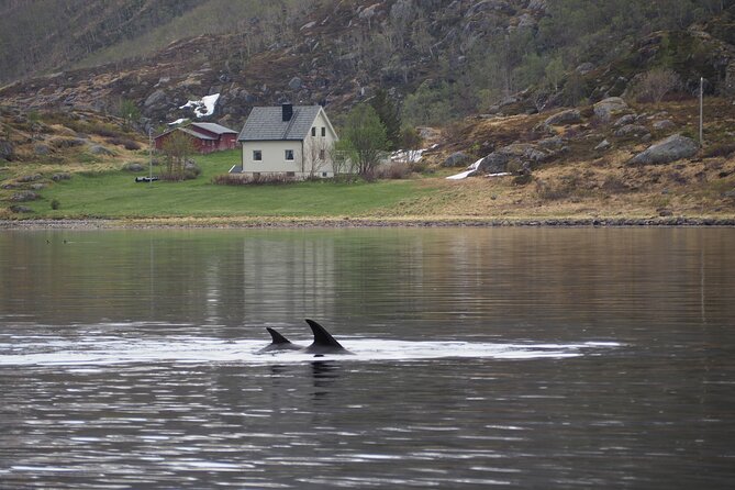 Small group Whale watching - What the price of $285.87 covers