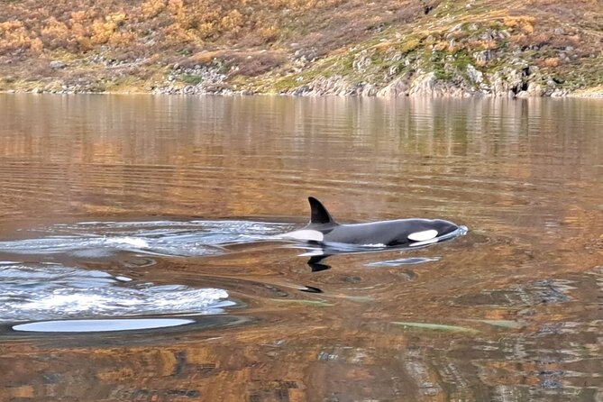 Small group Whale watching - Cold weather, comfort, and physical effort