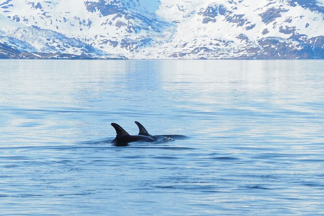 Small group Whale watching - The return to Alta after three hours at sea