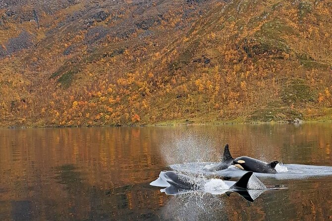 Small group Whale watching - Who should book this Alta adventure?
