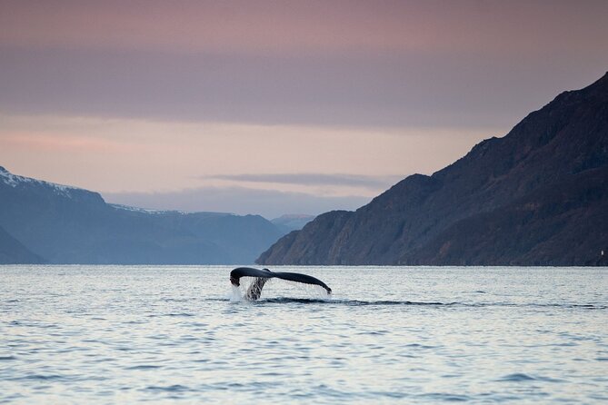 Small Group Whale Watching by RIB - Key points at a glance