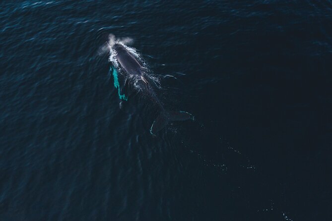 Small Group Whale Watching by RIB - The RIB ride and the two-hour fjord run
