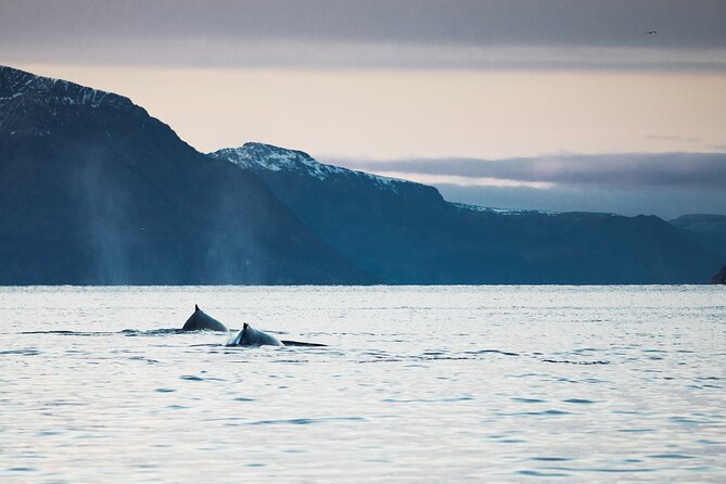 Small Group Whale Watching by RIB - Staying warm on an open Norwegian fjord