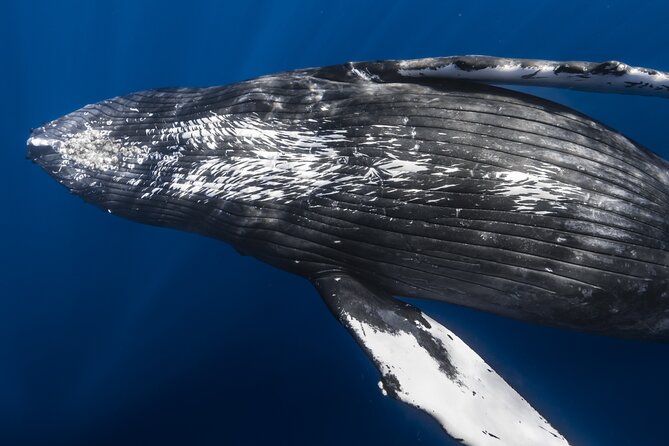 Small Group Whale Watching in Kona Hawaii - Key points to know before you book