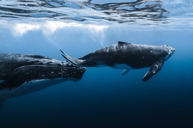 Small Group Whale Watching in Kona Hawaii - A small boat and a focused search from Kailua-Kona