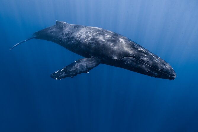 Small Group Whale Watching in Kona Hawaii - Searching for humpback whales after 12:45 PM