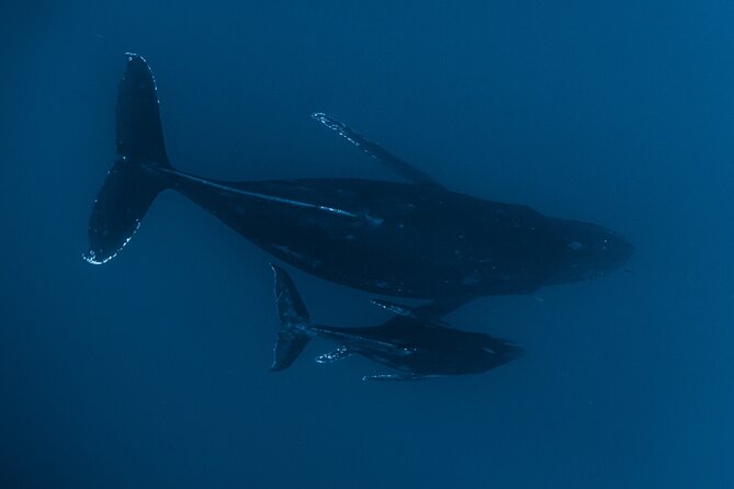 Small Group Whale Watching in Kona Hawaii - Dolphins, pilot whales, and flying fish
