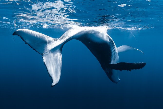 Small Group Whale Watching in Kona Hawaii - Who will enjoy this Kona whale watch?