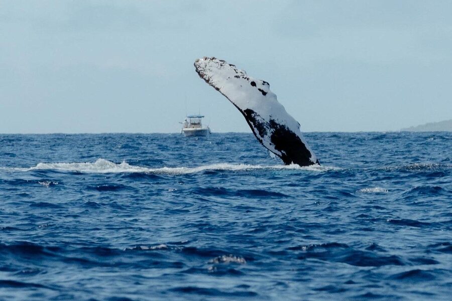 Small Group Whale Watching in Kona Hawaii - Practical details that affect your day
