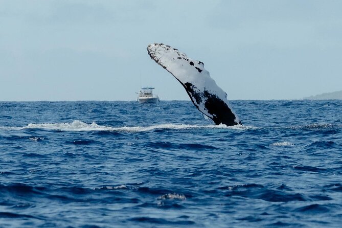 Small Group Whale Watching in Kona Hawaii - What the 12:30 PM briefing adds