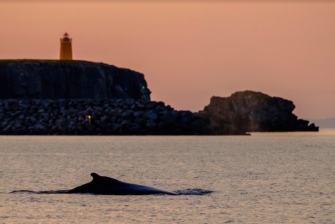 Small-group Whale Watching in the Midnight Sun from Reykjavík - Faxaflói and the real search for whales