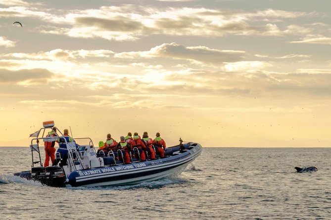 Small-group Whale Watching in the Midnight Sun from Reykjavík - The Sun Voyager on the way back