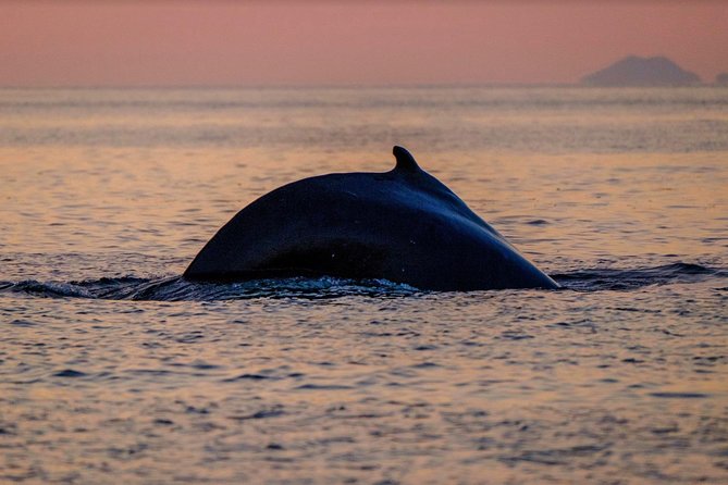 Small-group Whale Watching in the Midnight Sun from Reykjavík - What the $203.50 price really covers