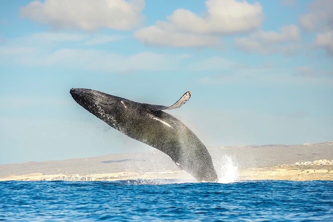 Small-Group Whale Watching Zodiac Boat Cruise in Cabo San Lucas - Why this Zodiac can be a strong choice for whale watching