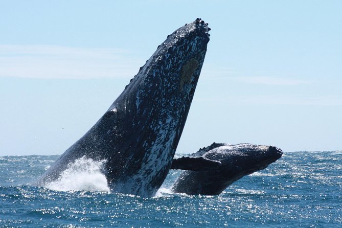 Small-Group Whale Watching Zodiac Boat Cruise in Cabo San Lucas - El Arco: a quick photo stop with a big view