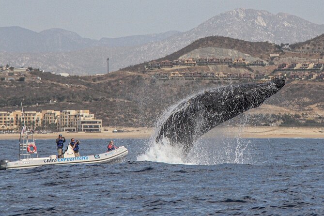 Small-Group Whale Watching Zodiac Boat Cruise in Cabo San Lucas - Searching the Sea of Cortez and Pacific waters