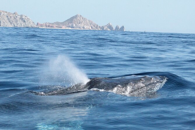 Small-Group Whale Watching Zodiac Boat Cruise in Cabo San Lucas - What the ride feels like in real conditions
