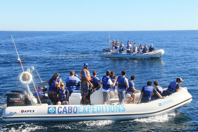Small-Group Whale Watching Zodiac Boat Cruise in Cabo San Lucas - The marine biologist and the quality of the guiding