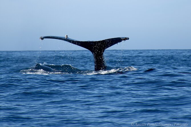 Small-Group Whale Watching Zodiac Boat Cruise in Cabo San Lucas - What $85 gets you, and what it does not