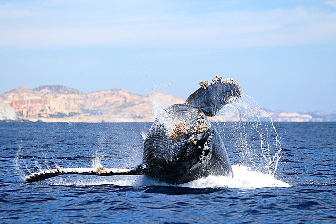 Small-Group Whale Watching Zodiac Boat Cruise in Cabo San Lucas - Leaving Cabo Marina for Land’s End