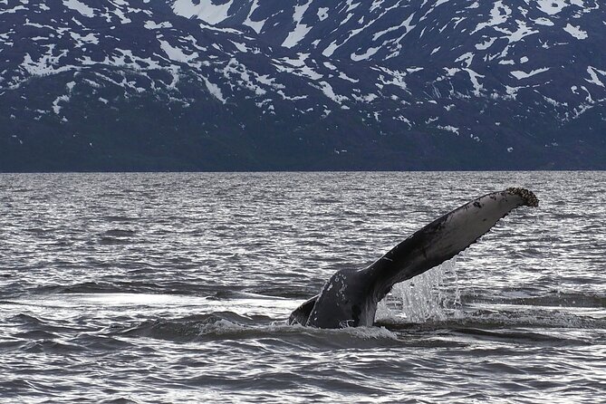 Small group Whale watching - Altafjord by minibus, then by boat