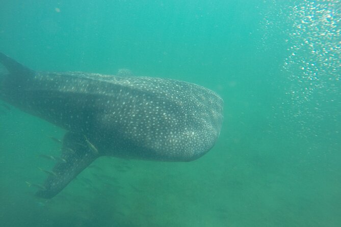 Snorkel Tour with Whale Shark in La Paz - Key points to know before you book