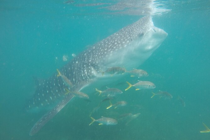 Snorkel Tour with Whale Shark in La Paz - What the boat time is really like