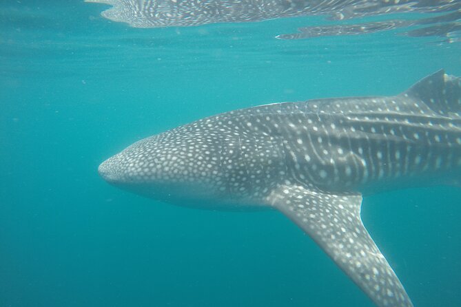 Snorkel Tour with Whale Shark in La Paz - Swimming skills, life jackets, and wetsuits