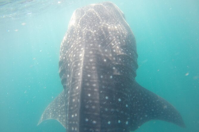 Snorkel Tour with Whale Shark in La Paz - Snacks, water, and what is included