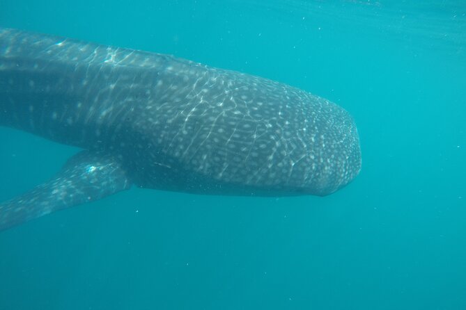 Snorkel Tour with Whale Shark in La Paz - Group size, timing, and communication