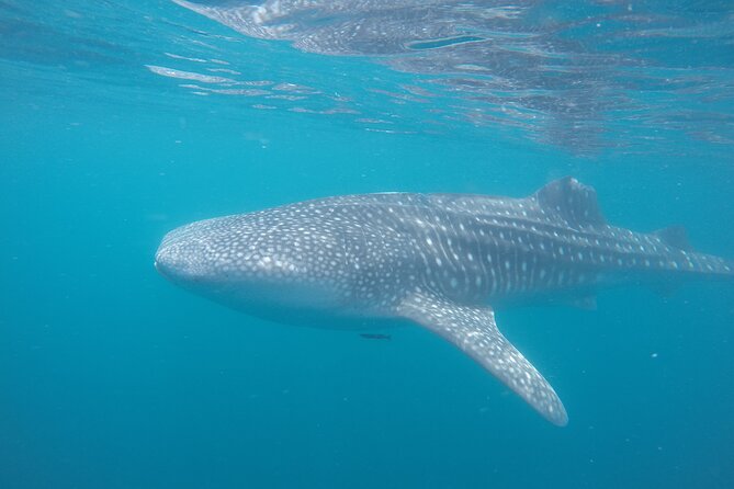 Snorkel Tour with Whale Shark in La Paz - Who will enjoy this tour most
