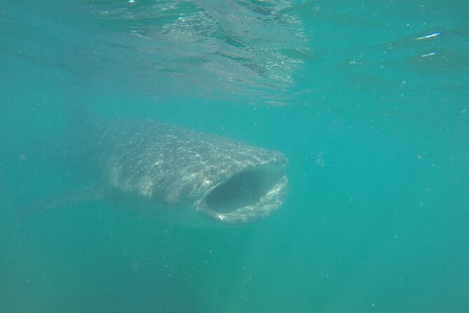 Snorkel Tour with Whale Shark in La Paz - Three chances to swim beside a whale shark