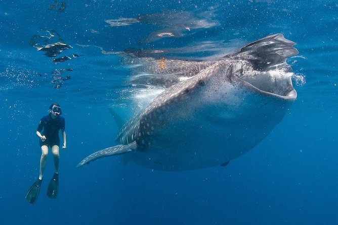 Snorkel with a Whale Shark In Los Cabos - A whale shark day that starts on the highway