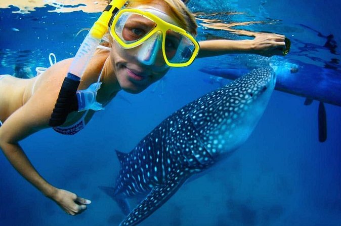 Snorkel with a Whale Shark In Los Cabos - Arriving in La Paz and stopping at the Malecón