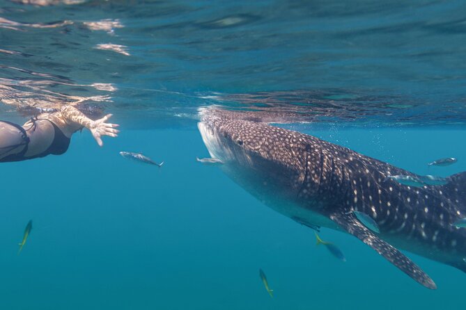 Snorkel with Whale Sharks in La Paz - Why La Paz whale sharks gather near El Mogote