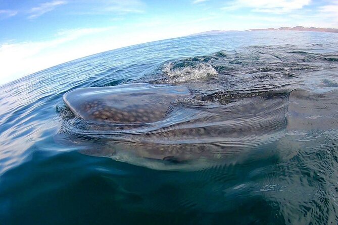 Snorkel with Whale Sharks in La Paz - Snorkeling in shallow water with whale sharks