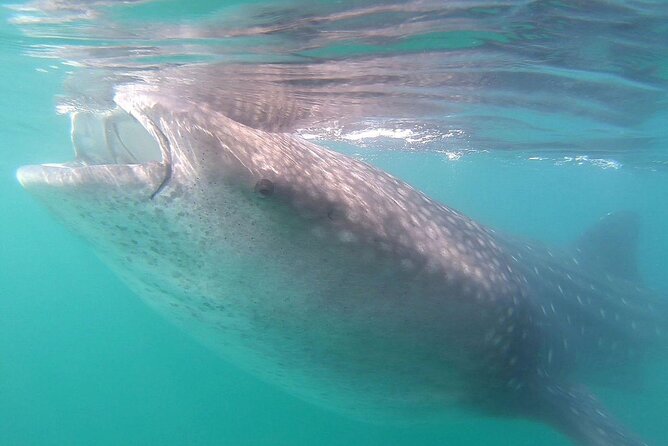 Snorkel with Whale Sharks in La Paz - A small group that keeps the day personal