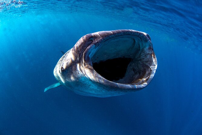 Snorkel with Whale Sharks in La Paz - Is $131.42 a fair price?