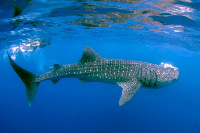 Snorkel with Whale Sharks in La Paz - Who should book this experience