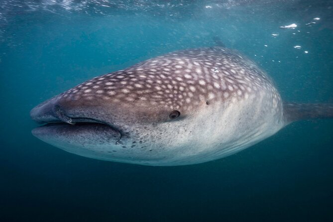 Snorkel with Whale Sharks in La Paz - Timing tips that can save your morning