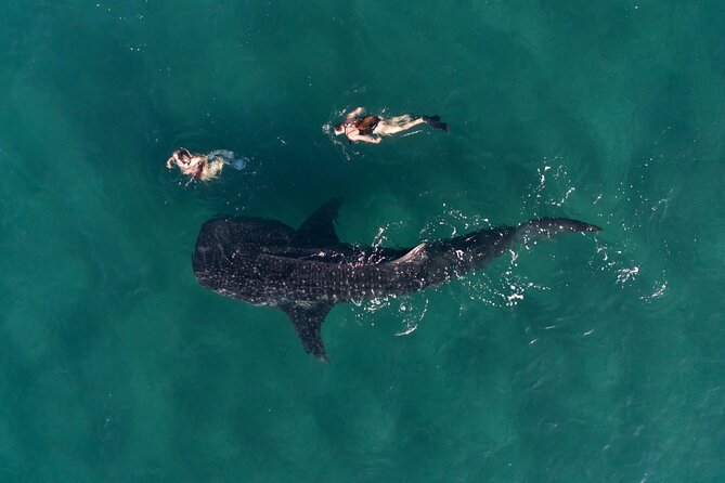Snorkel with Whale Sharks in La Paz - Meeting at the Fiscal Dock in central La Paz