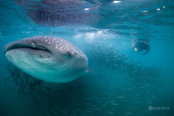 Snorkel with whale sharks includes equipment & transportation - A long morning from Cabo to La Paz