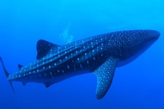 Snorkel with whale sharks includes equipment & transportation - Cabo’s Arch and bay in five minutes